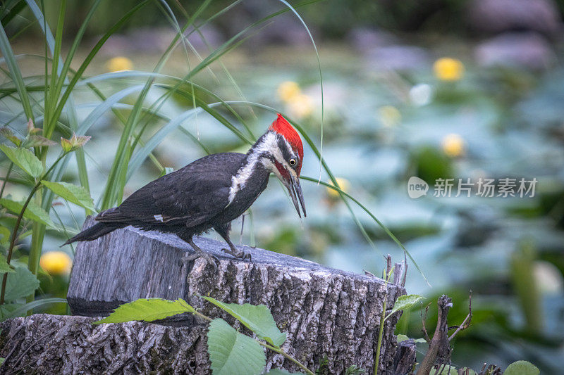 北美洲的啄木鸟，(Dryocopus pileatus)，大皮克。